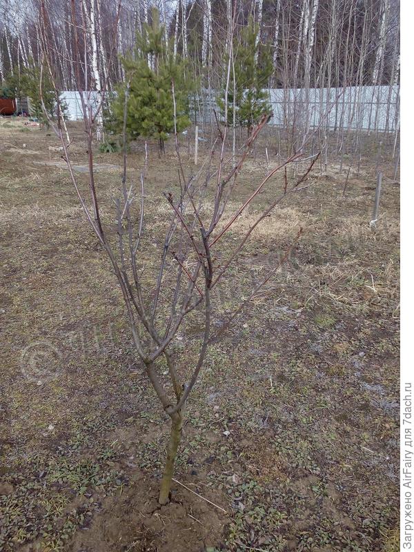 Вишня Комсомольская готовит почки.