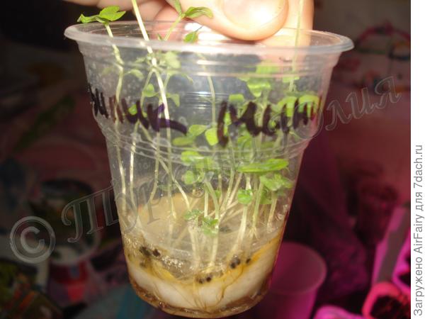 А ведь грозилась пустить по ветру семена!