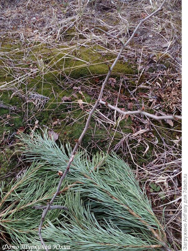 Это апрель этого года. Цветение с погодными выкрутасами мы пропустили. Обработала лишь раз ее, как плодовое. Проливала жидким удобрением, осенью подсыпала калимагнезии.