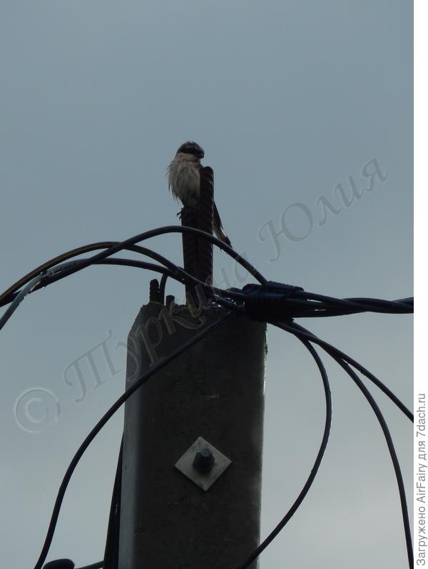 Похож на клинохвостого сорокопута, но ареал обитания, вроде, не подходит.