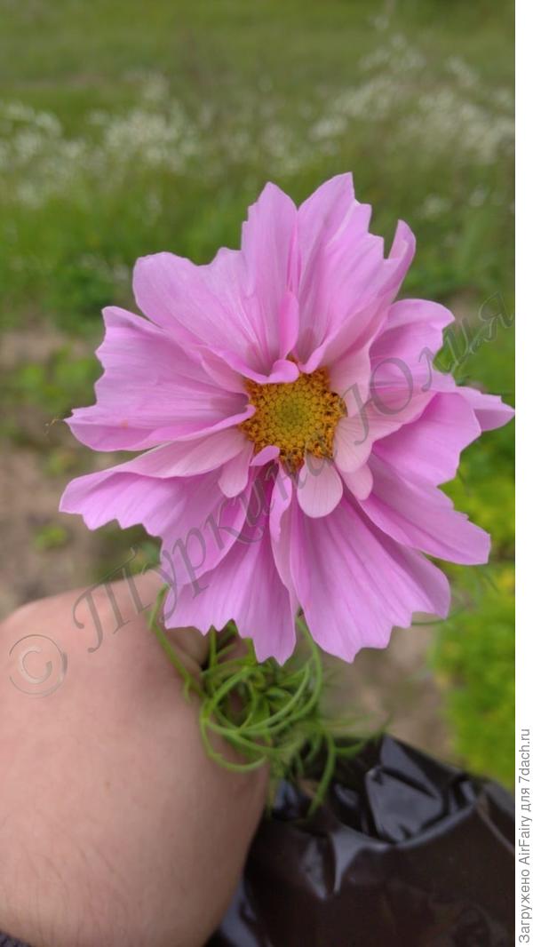 "Морская раковина".