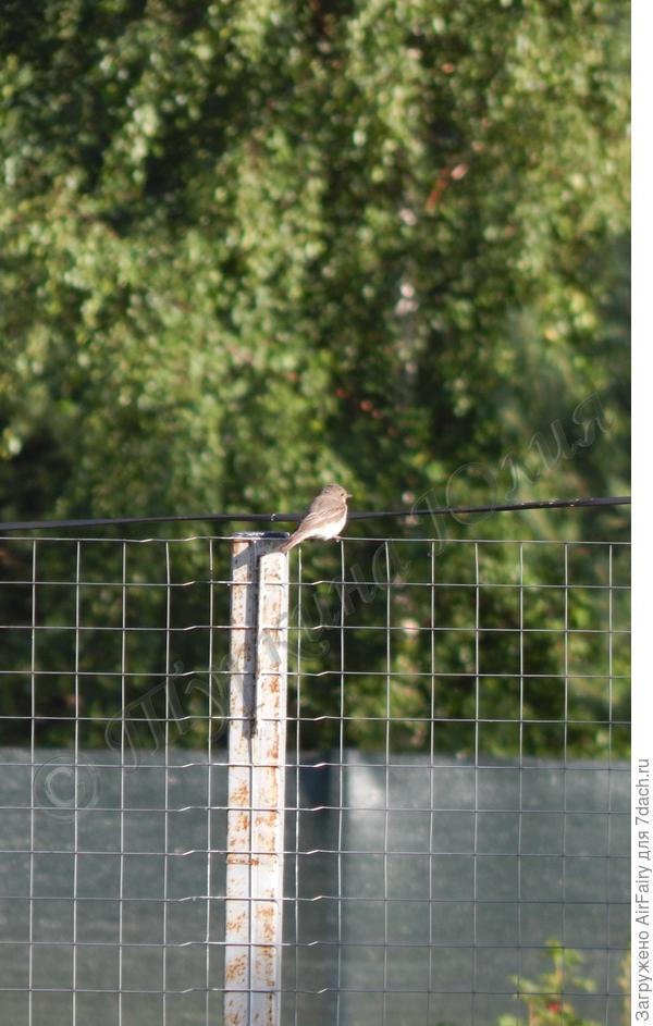 А вот это, наверное ее птенец?