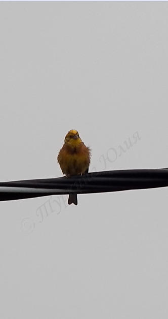 Нашла еще фото. Он певчий (мелодия повторяется), может, это канареечный вьюрок.