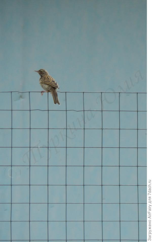 Серая славка - это она?