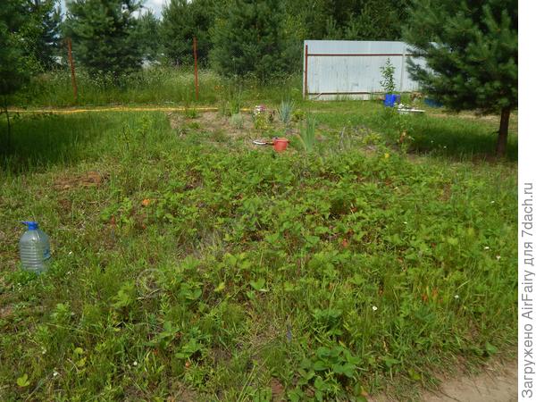 Дачный клубнично-земляничный "огородик".