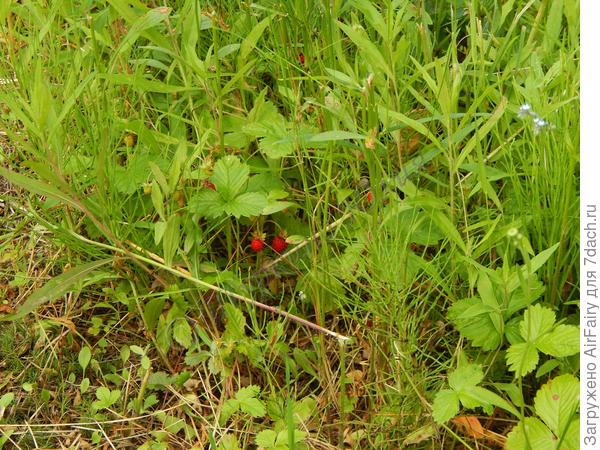 Дачная луговая земляника.