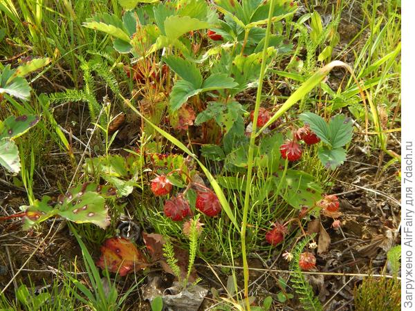 Дачная лесная клубника.