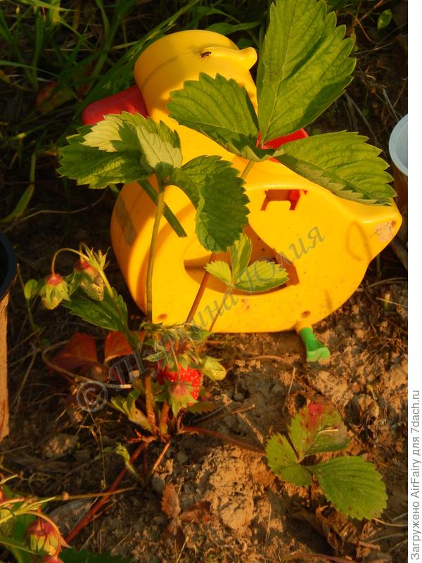 Дачная лесная клубника.