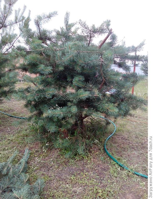 Вот она, моя малышка &quot;общипанная&quot;.