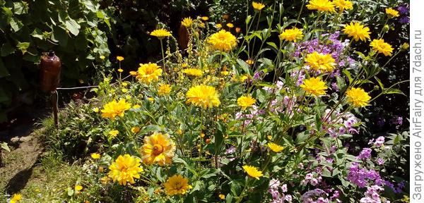 Гелиопсис-второгодка.