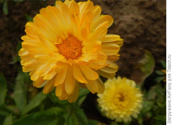Календула &quot;Лимон Твист&quot; (Биотехника), 2020 г.