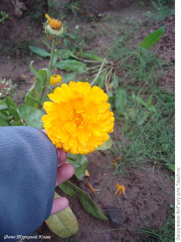 Это или Твист, или Фиеста (Биотехника), 2019 г.