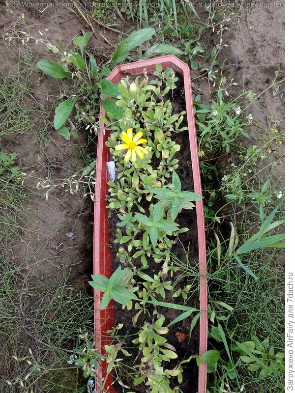 Прямой посев семян 2019 года. Не скажу с уверенностью, что это фиеста...