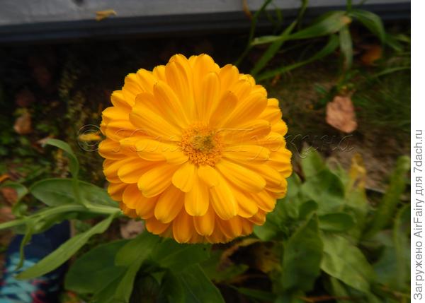 Календула &quot;Лимон Твист&quot; (Биотехника), 2020 г.