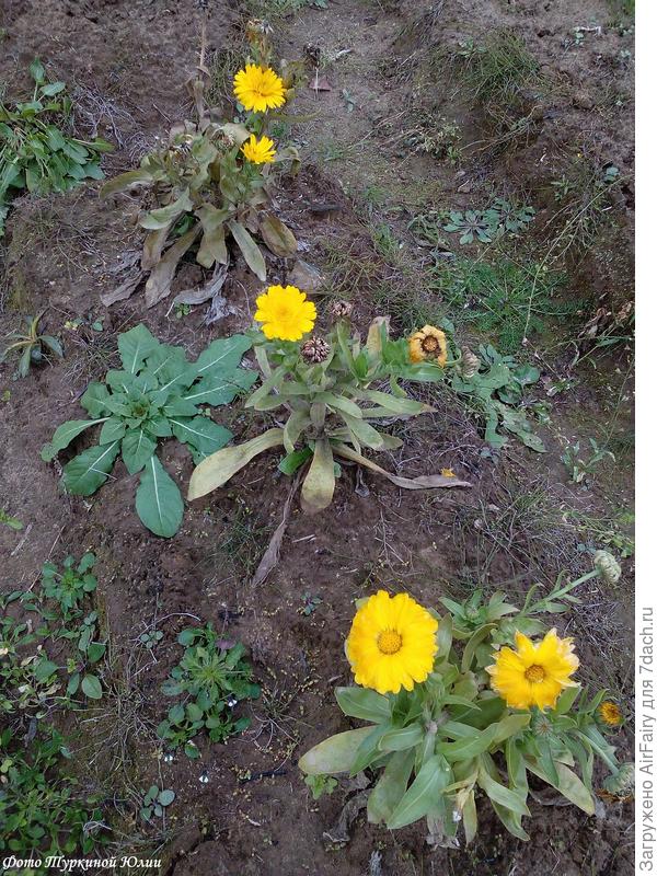 Они же, конец сентября - начало октября 2019 г.