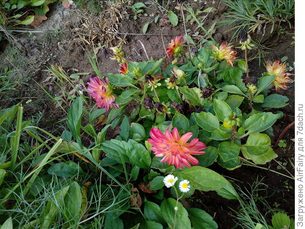 Однолетний георгин, 2018 г.