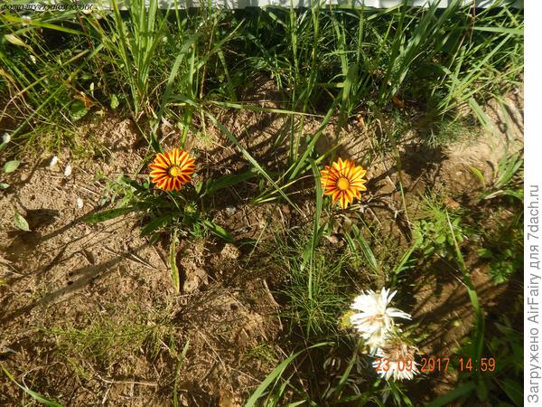 Мои &quot;первенцы&quot;, 2017 г.