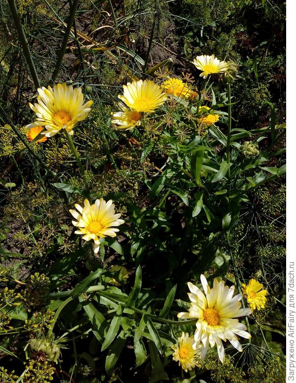 Солнечные оттенки