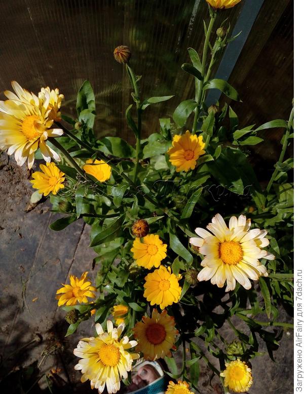 Такие разные и все вместе