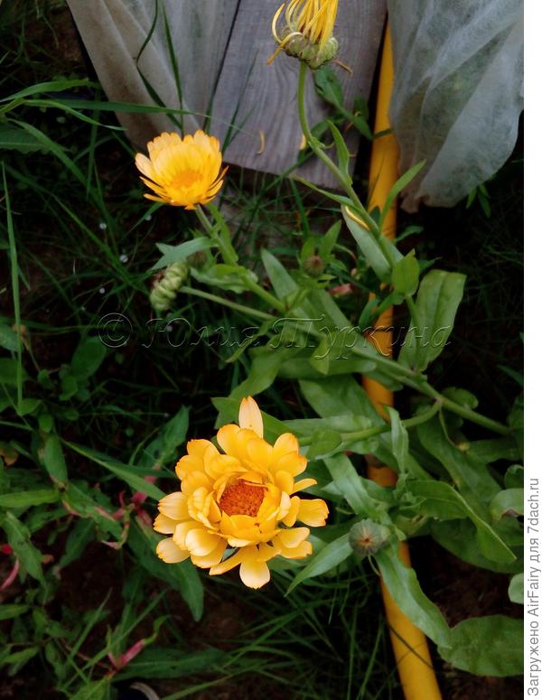 Оттенки желтого