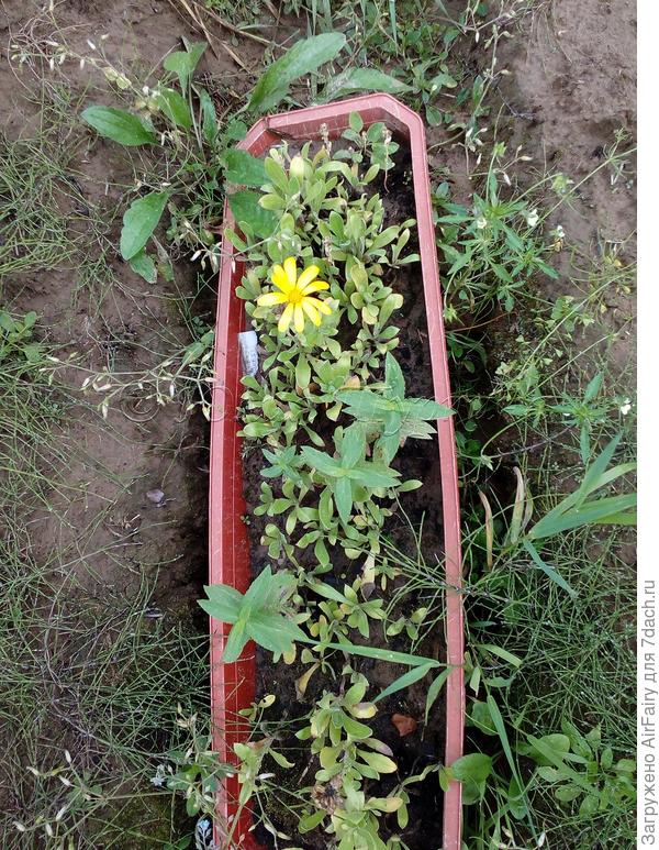 Проба посадки семенной коробочки с 2019 года.