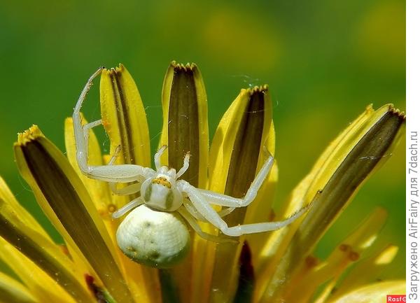 Автор: http://rasfokus.ru/photos/tp/пауК/new/photo1590513.html