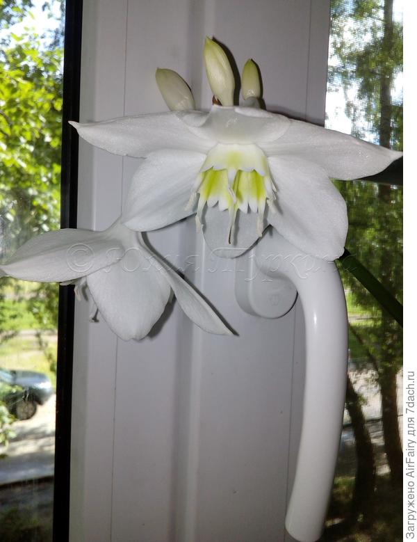 Ну чем не королева