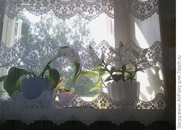 Эухарис в домашней коллекции