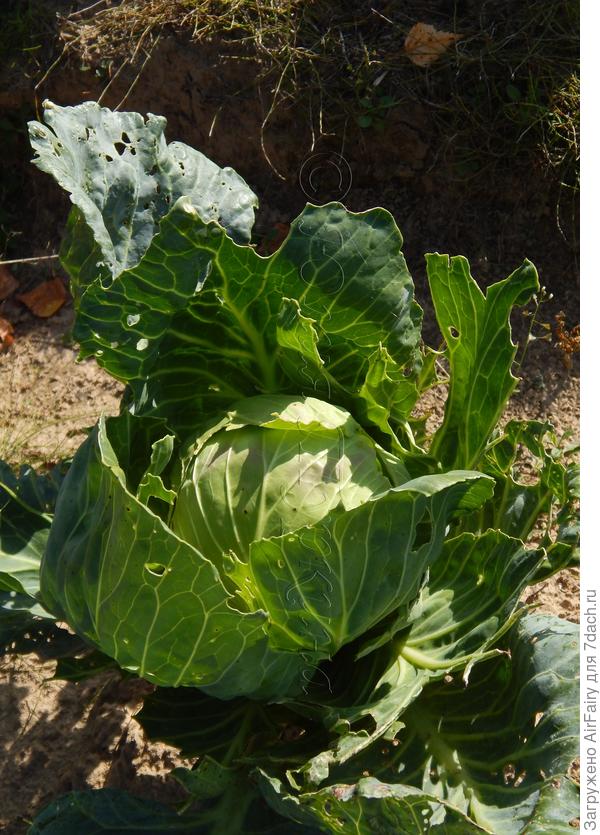 Мы вот, этой осенью отвоевали у гусенниц.