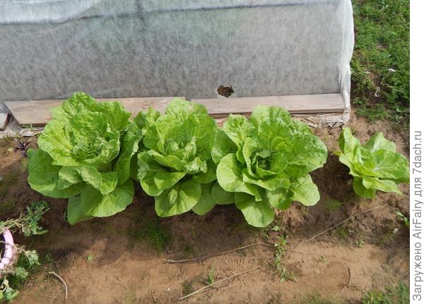 Сезон-2020. Пекинская Маноко (МС) - середина июля