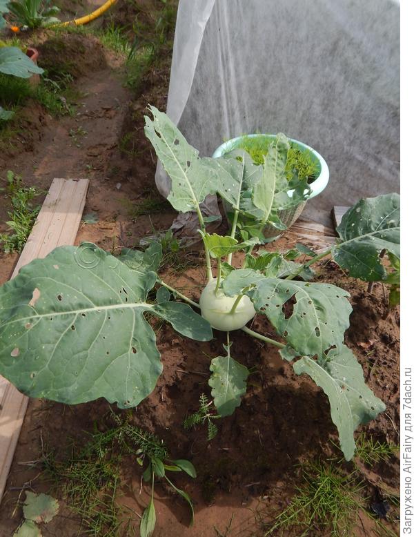 Наша (песчаная) кольраби. Рассада покупная.