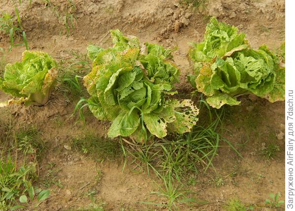 Так, для сравнения - это из покупной рассады СПХ, конец сентября. По 5 вилок из 1 растения....