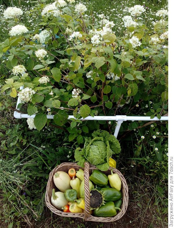 Сезон-2020. Пекинская Маноко (МС) - август