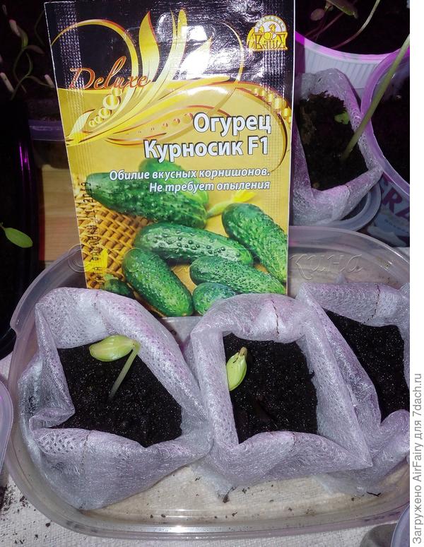 Уже взошли)