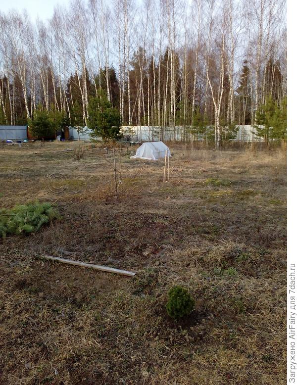 Ель Альберта Глоб на фоне первого в этом сезоне парника, апрель 2021 г.
