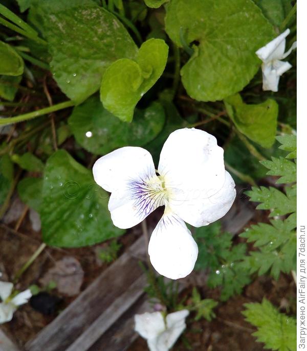 Фиалка рогатая