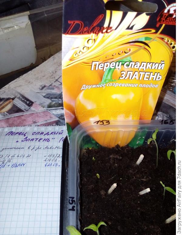 Первые петельки перца "Златень"