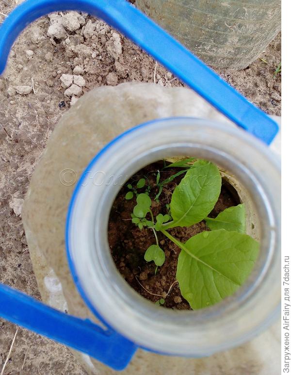 Капустка после первомайской пересадки "из единого котла".