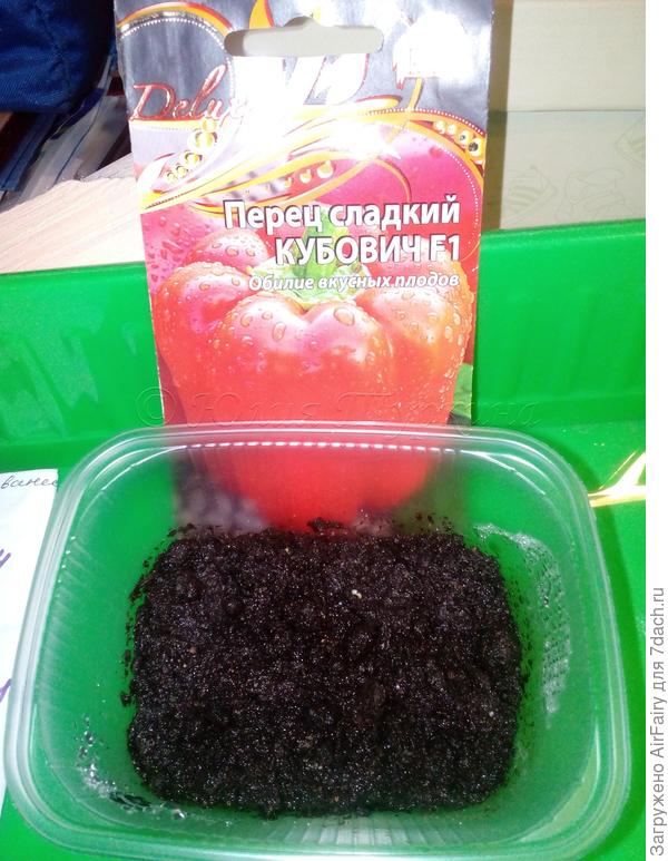 Всходы перца "Кубович F1"