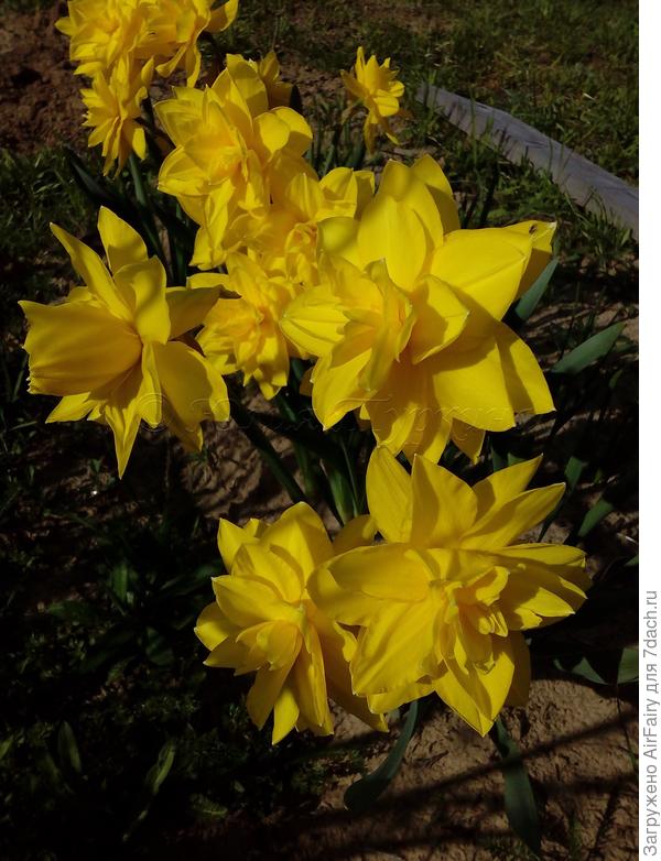 Нарциссы расцвели поздно и досталось им от града(