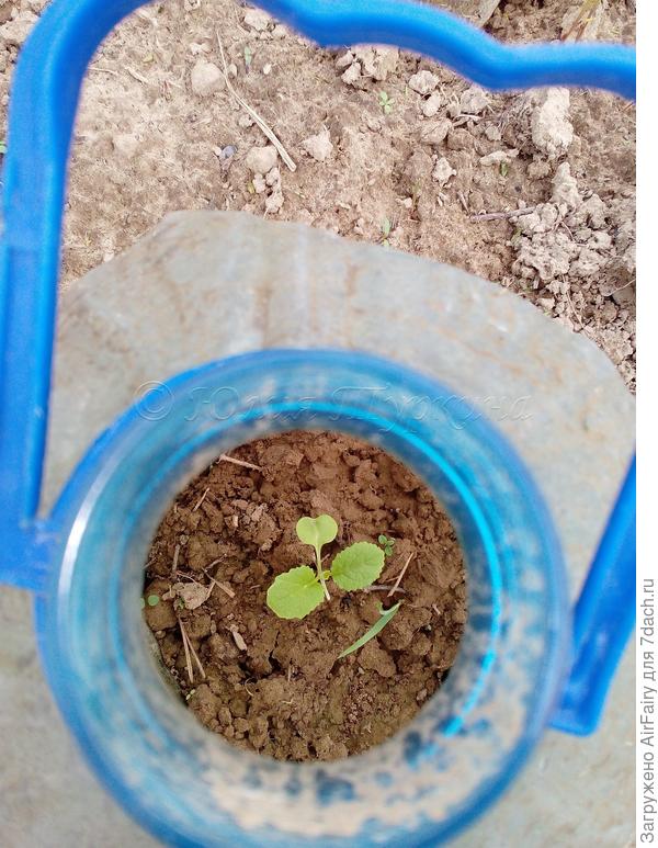 Капустка из рассады (индивидуальная кассета)