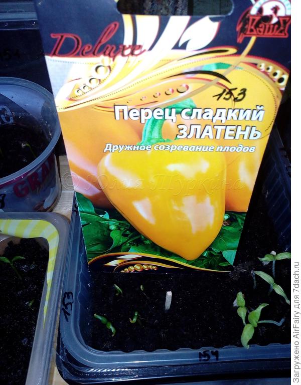 Рост малышей перца "Златень"