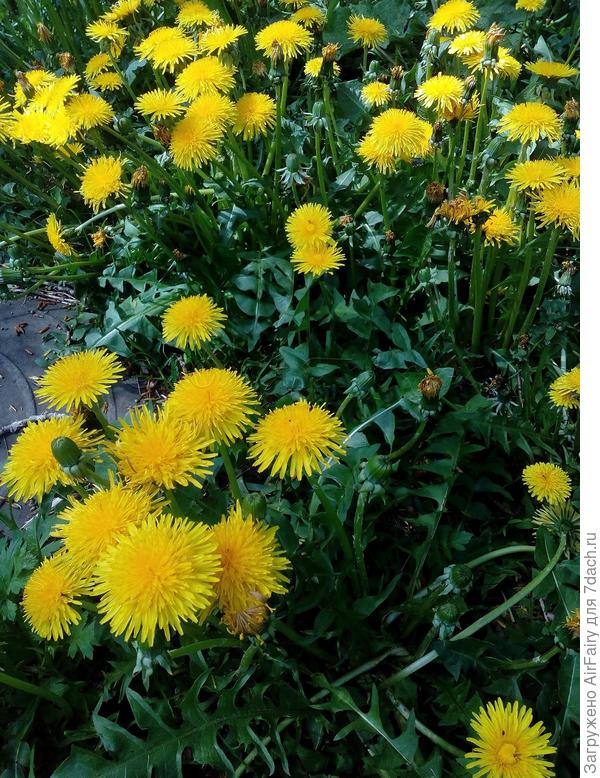 Одуванчики во всю цветут