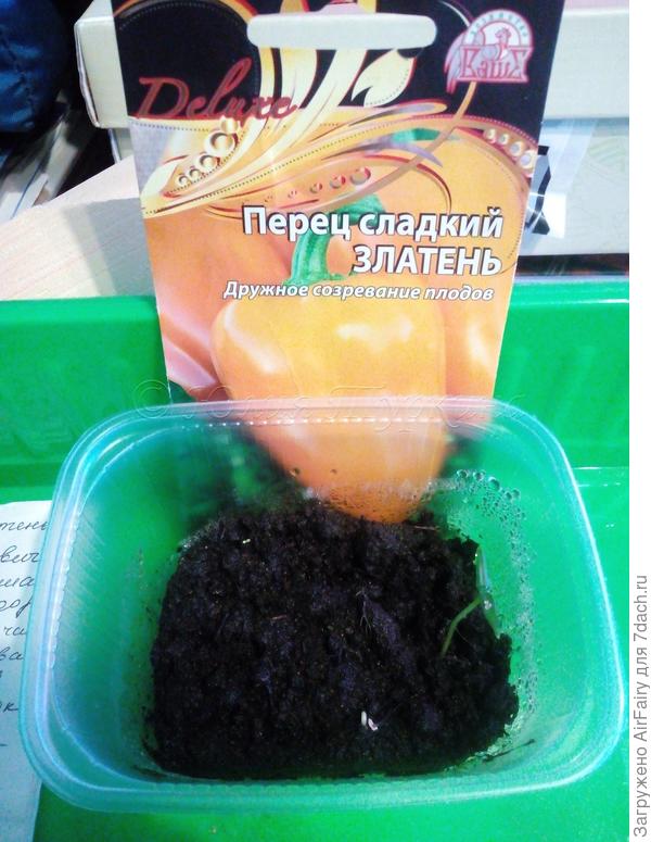 Всходы перца "Златень"