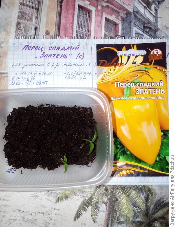 Первый листик перца "Златень"