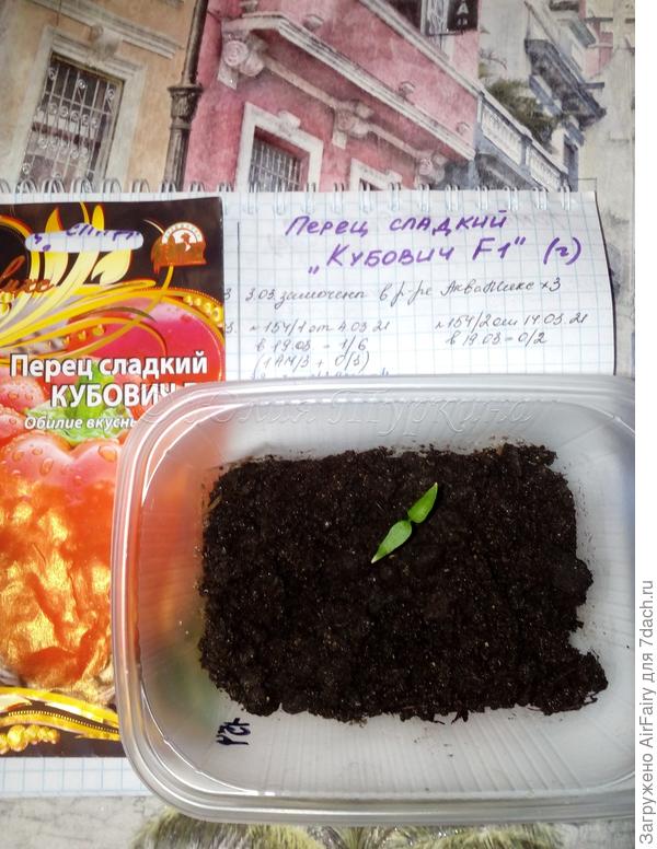 Всходы перца "Кубович F1"