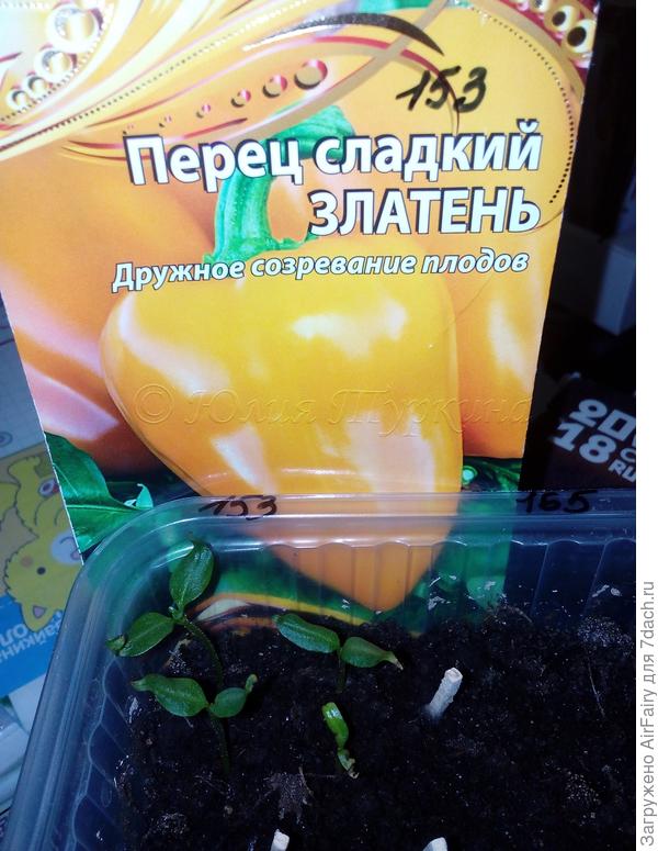 Перец "Златень" - росточки