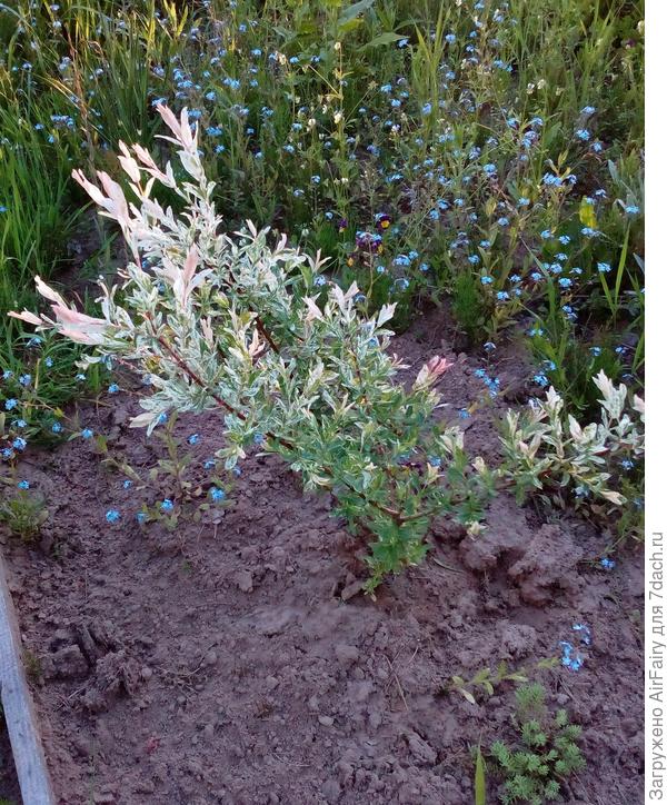 Ива «Хакуро Нишики»