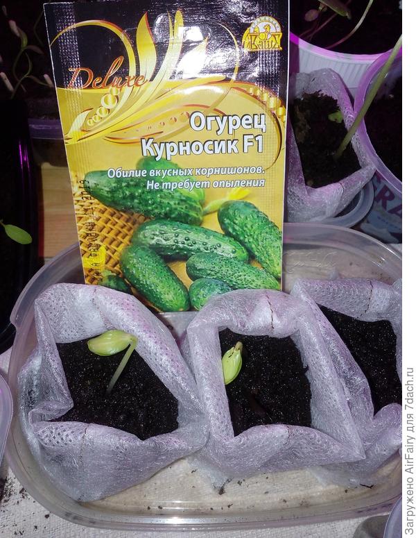 Всходы