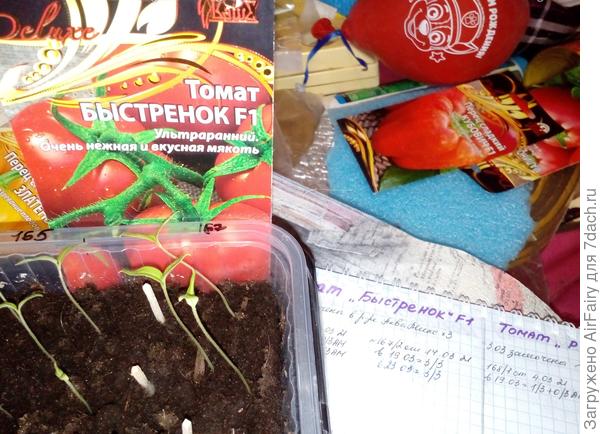 Всходы (посев № 2)